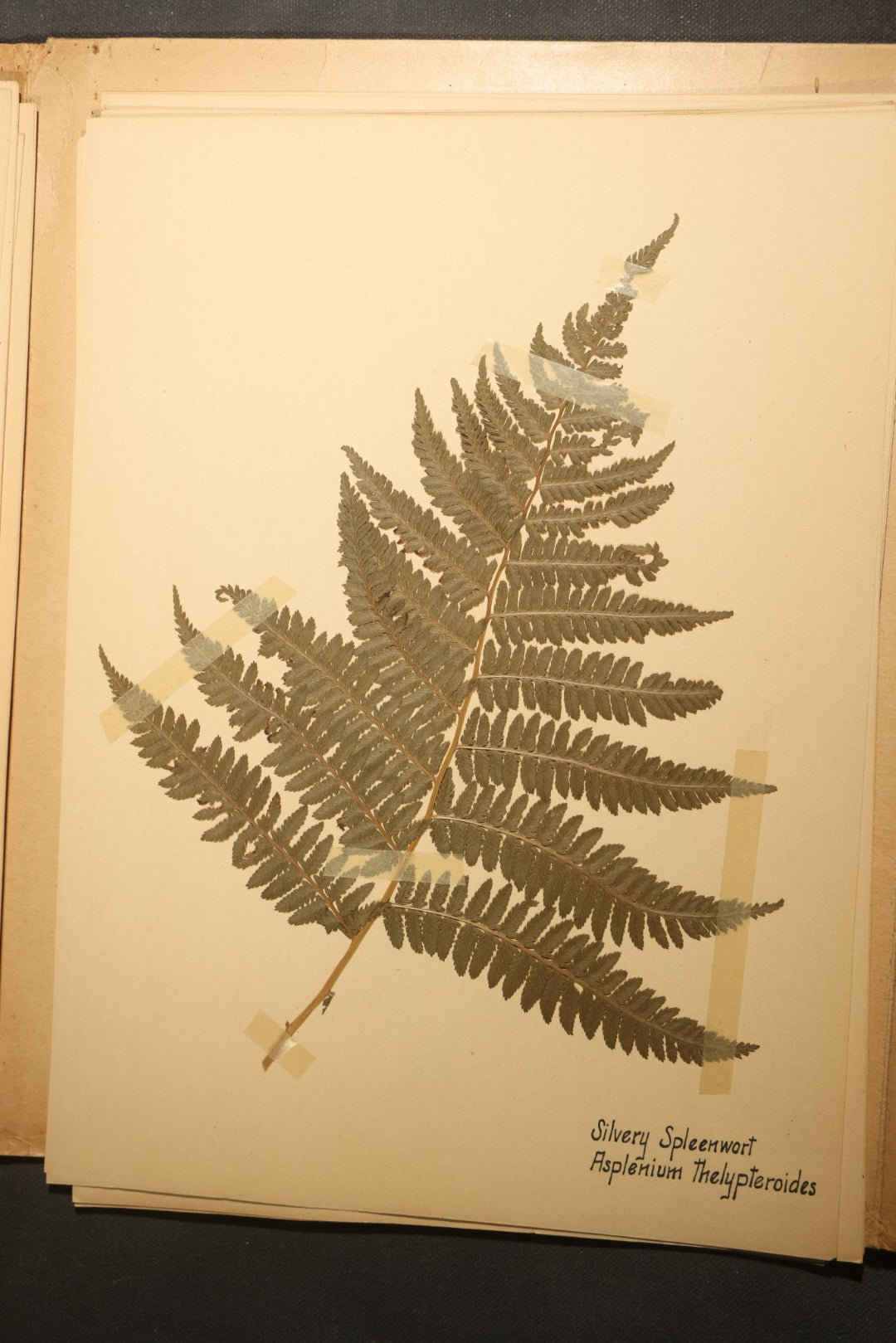 Grouping of five Antique Boy Scout Botany Merit Badge Specimen Collections with Over 100 Pages of Pressed Flowers, Plants, Leaves and Ferns, collected by Commissioner L.E. Sweitzer, Pittsfield, Massachusetts, 1922