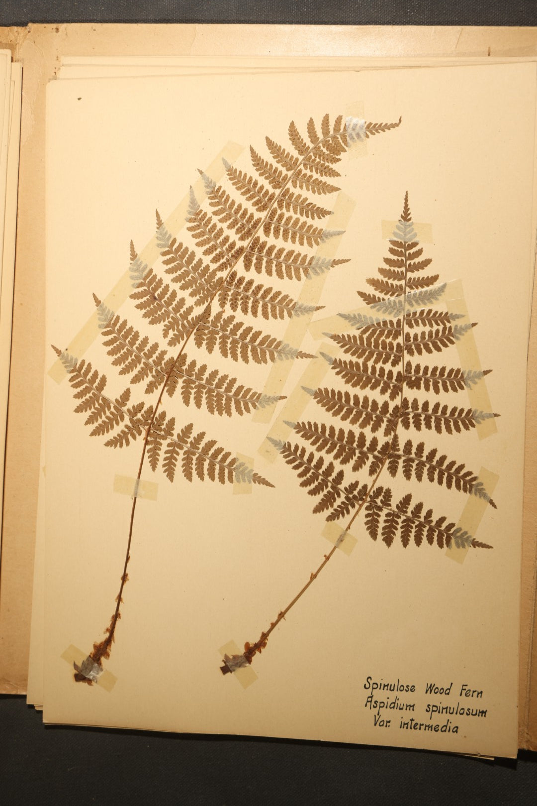 Grouping of five Antique Boy Scout Botany Merit Badge Specimen Collections with Over 100 Pages of Pressed Flowers, Plants, Leaves and Ferns, collected by Commissioner L.E. Sweitzer, Pittsfield, Massachusetts, 1922