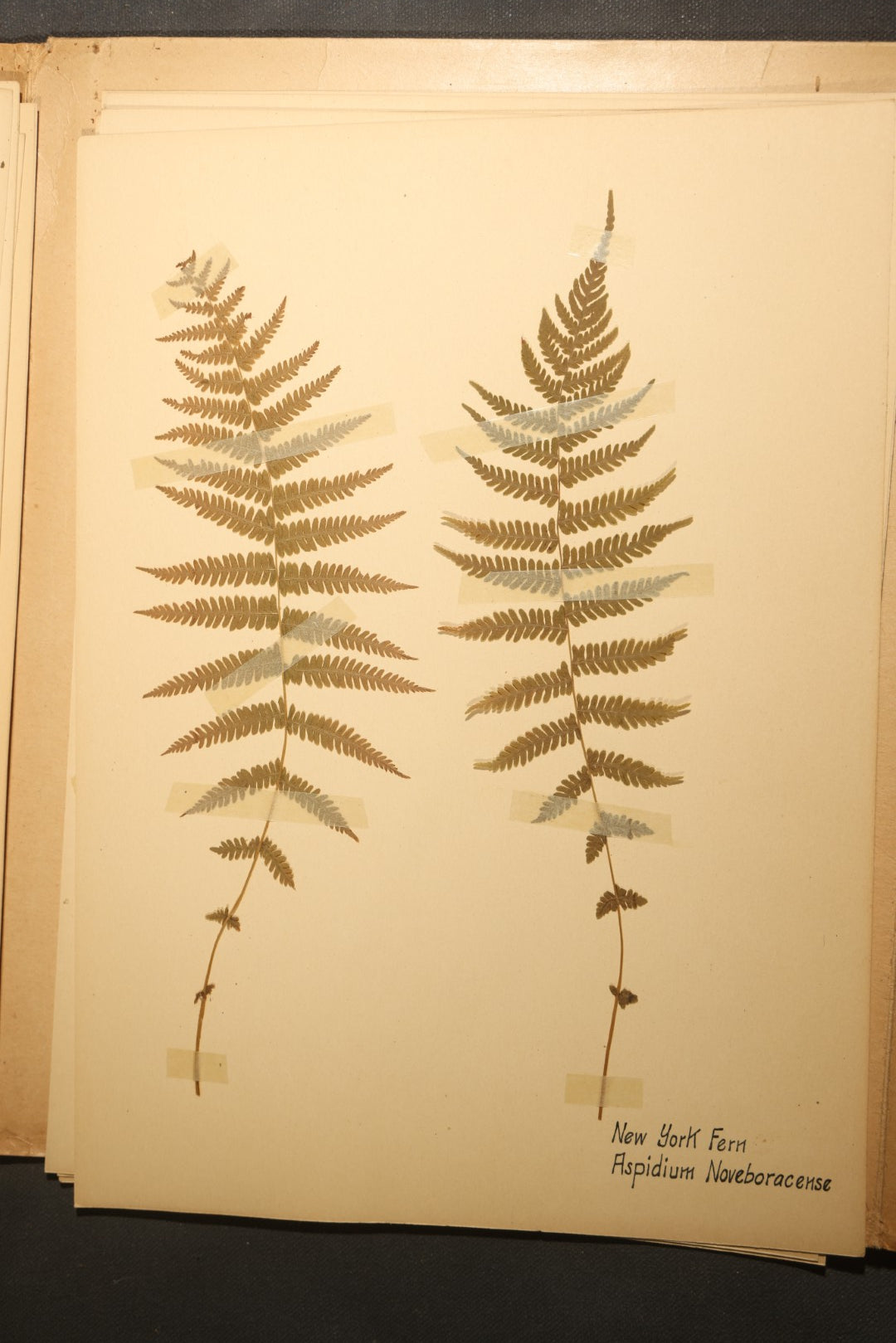 Grouping of five Antique Boy Scout Botany Merit Badge Specimen Collections with Over 100 Pages of Pressed Flowers, Plants, Leaves and Ferns, collected by Commissioner L.E. Sweitzer, Pittsfield, Massachusetts, 1922