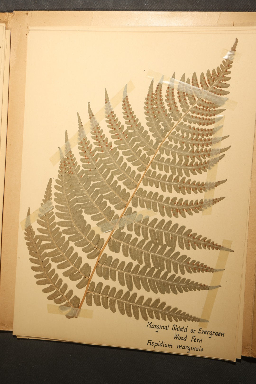Grouping of five Antique Boy Scout Botany Merit Badge Specimen Collections with Over 100 Pages of Pressed Flowers, Plants, Leaves and Ferns, collected by Commissioner L.E. Sweitzer, Pittsfield, Massachusetts, 1922