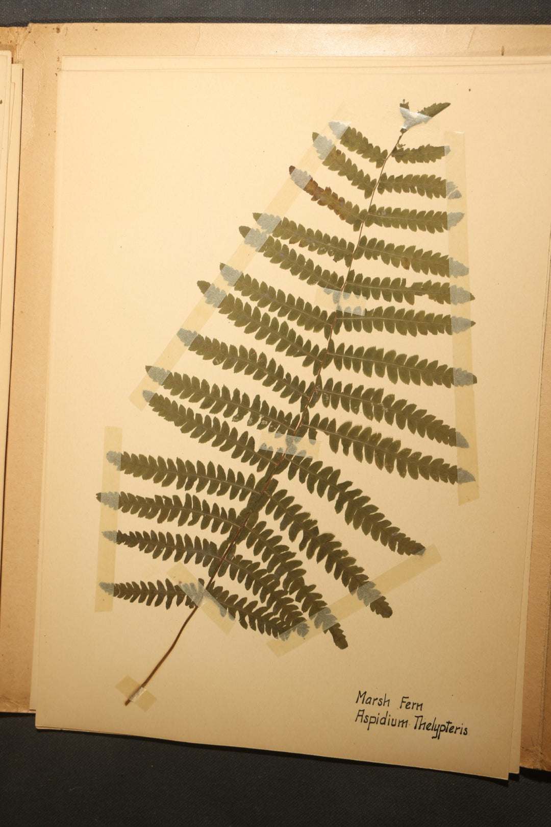Grouping of five Antique Boy Scout Botany Merit Badge Specimen Collections with Over 100 Pages of Pressed Flowers, Plants, Leaves and Ferns, collected by Commissioner L.E. Sweitzer, Pittsfield, Massachusetts, 1922
