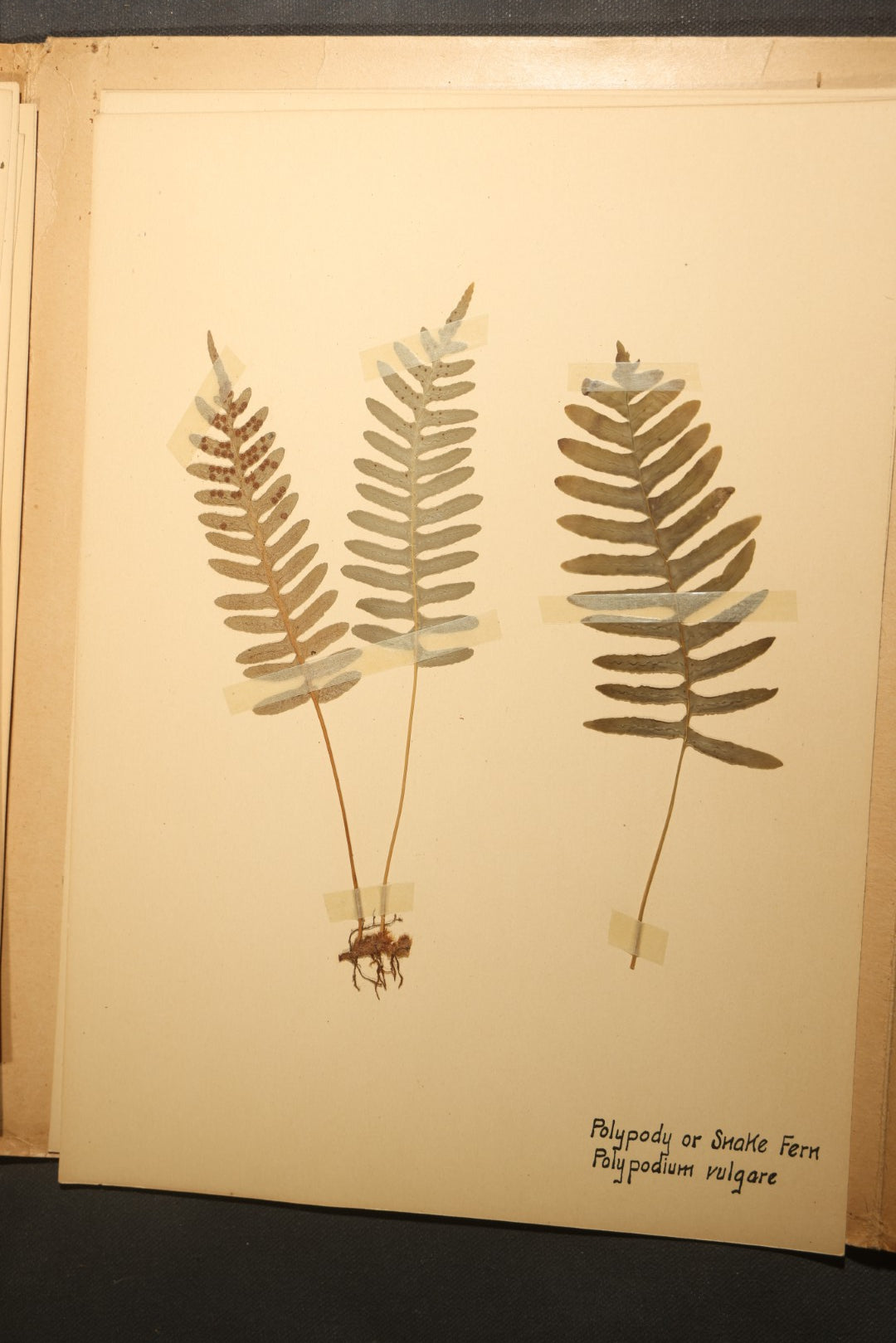 Grouping of five Antique Boy Scout Botany Merit Badge Specimen Collections with Over 100 Pages of Pressed Flowers, Plants, Leaves and Ferns, collected by Commissioner L.E. Sweitzer, Pittsfield, Massachusetts, 1922