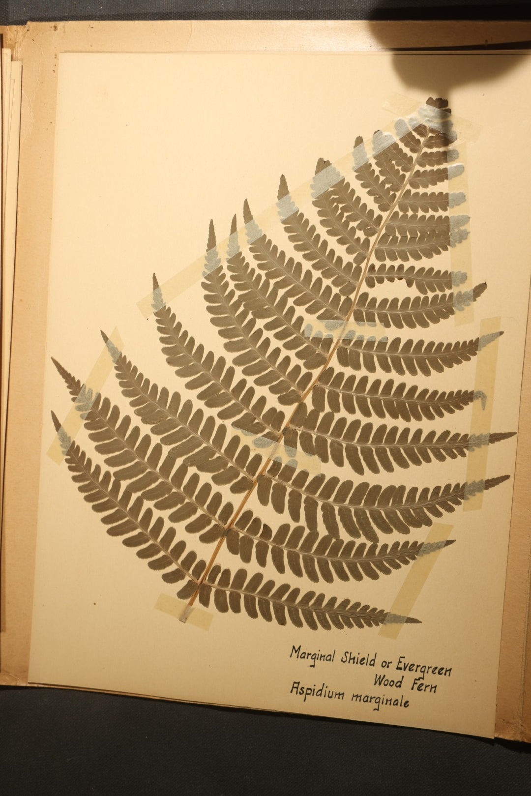 Grouping of five Antique Boy Scout Botany Merit Badge Specimen Collections with Over 100 Pages of Pressed Flowers, Plants, Leaves and Ferns, collected by Commissioner L.E. Sweitzer, Pittsfield, Massachusetts, 1922