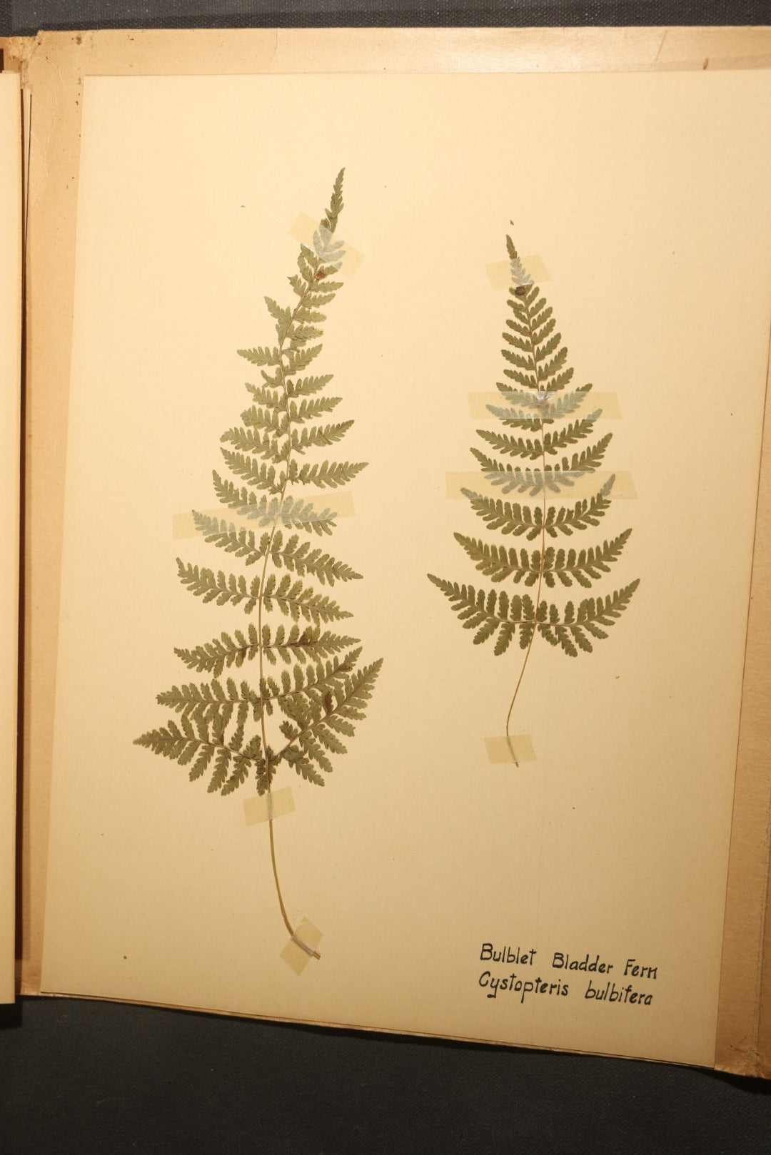 Grouping of five Antique Boy Scout Botany Merit Badge Specimen Collections with Over 100 Pages of Pressed Flowers, Plants, Leaves and Ferns, collected by Commissioner L.E. Sweitzer, Pittsfield, Massachusetts, 1922