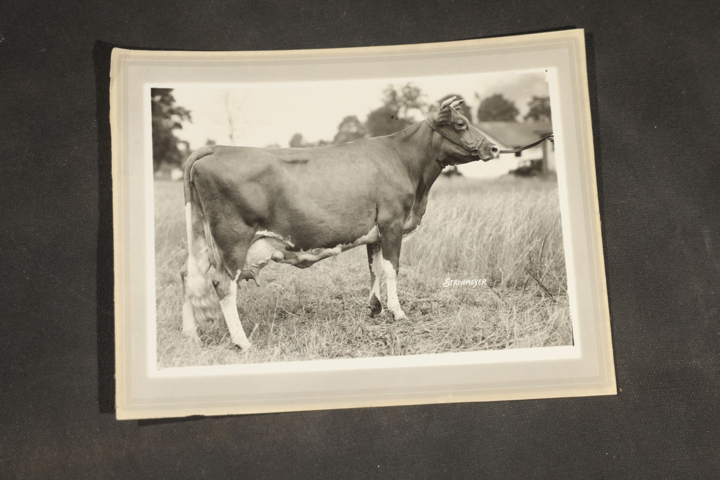 Grouping of Ten Antique and Vintage Paper Ephemera, including Scotts Emulsion Calendar 1898, Strohmeyer Inc. Animal Photographs, Kansas City Ice Storm Press Photo, First AidDrink Mix Labels