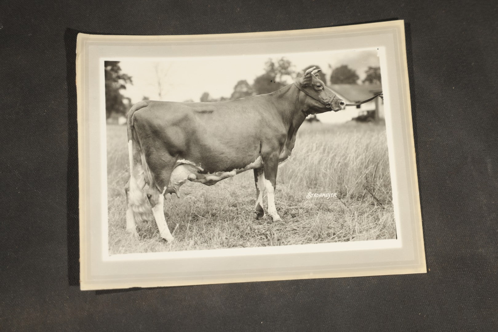Grouping of Ten Antique and Vintage Paper Ephemera, including Scotts Emulsion Calendar 1898, Strohmeyer Inc. Animal Photographs, Kansas City Ice Storm Press Photo, First AidDrink Mix Labels