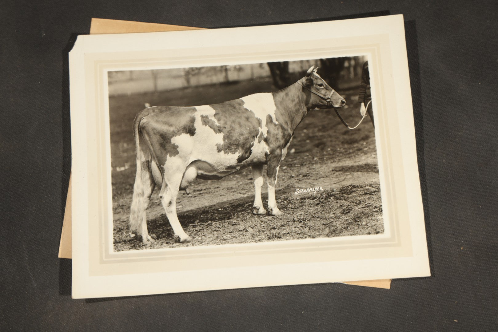 Grouping of Ten Antique and Vintage Paper Ephemera, including Scotts Emulsion Calendar 1898, Strohmeyer Inc. Animal Photographs, Kansas City Ice Storm Press Photo, First AidDrink Mix Labels
