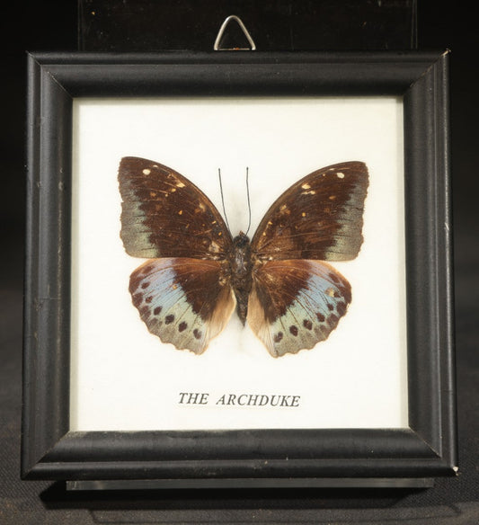 Modern Framed Butterfly Specimen Labeled "The Archduke" Acquired from Boston Science Museum, Made in Thailand