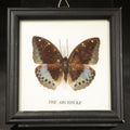 Lot 064 - Modern Framed Butterfly Specimen Labeled "The Archduke" Acquired from Boston Science Museum, Made in Thailand, 4-3/4" W x 4-3/4" H