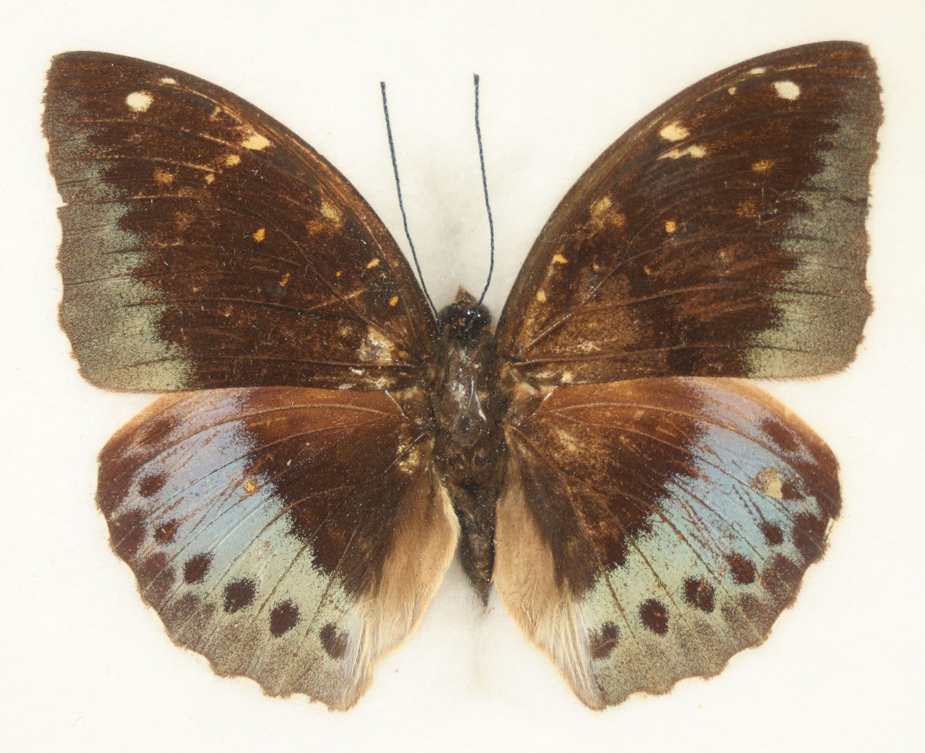 Modern Framed Butterfly Specimen Labeled "The Archduke" Acquired from Boston Science Museum, Made in Thailand