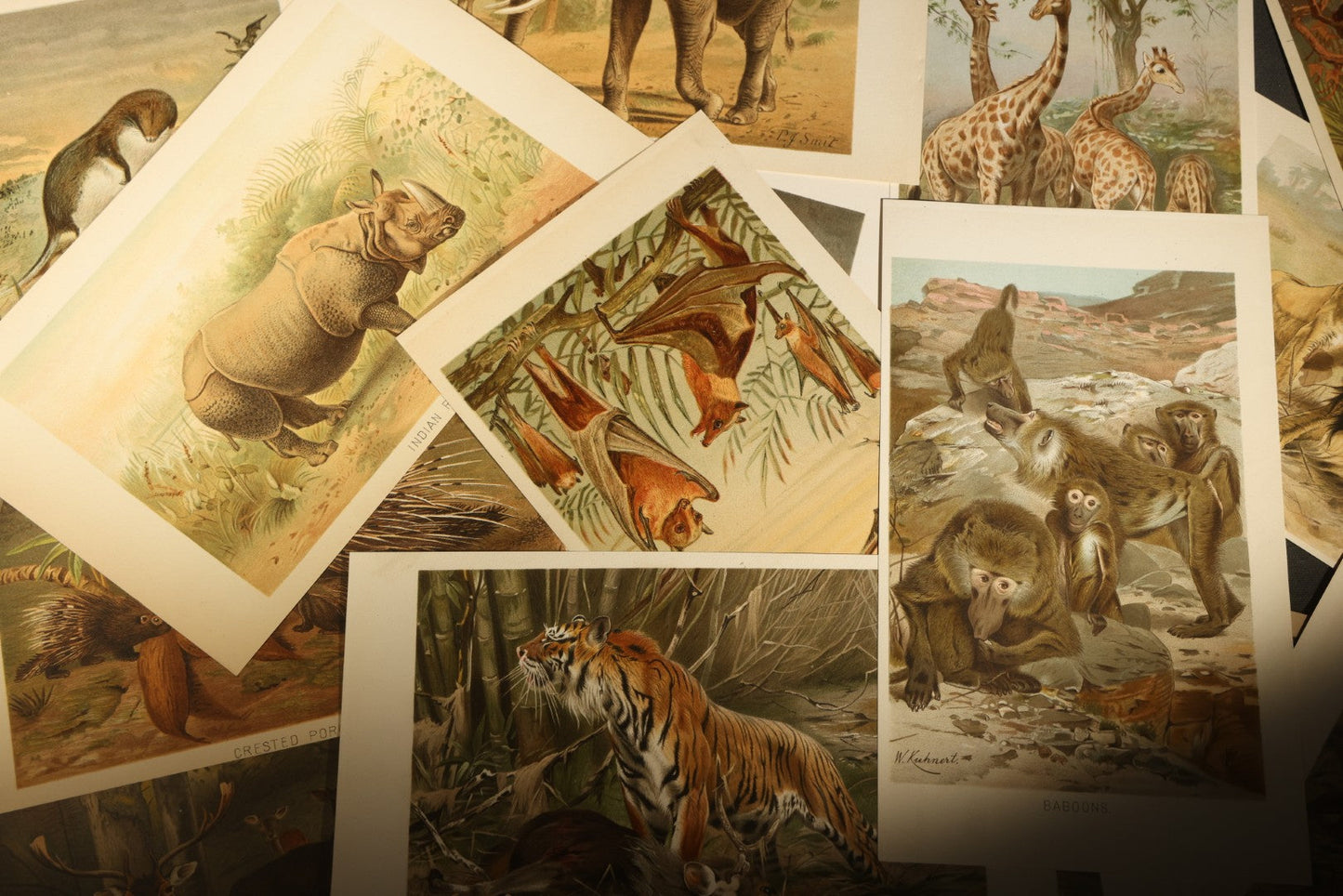 Grouping of 22 Antique Chromolithograph Book Plate Prints of Mammals including Bats, Elephant, Rhinoceros, Tiger, and Giraffes