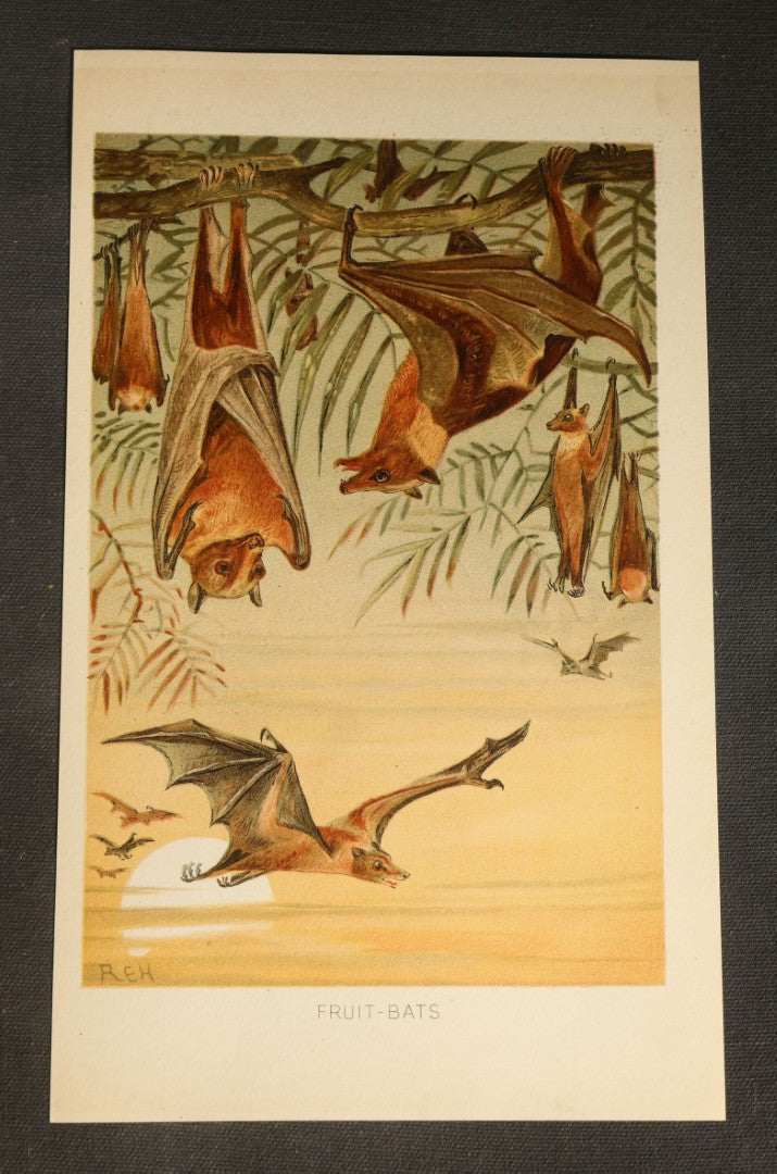 Grouping of 22 Antique Chromolithograph Book Plate Prints of Mammals including Bats, Elephant, Rhinoceros, Tiger, and Giraffes