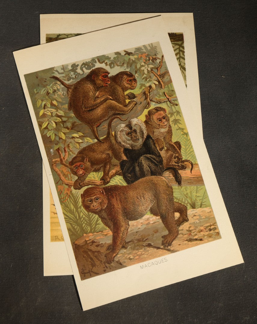 Grouping of 22 Antique Chromolithograph Book Plate Prints of Mammals including Bats, Elephant, Rhinoceros, Tiger, and Giraffes