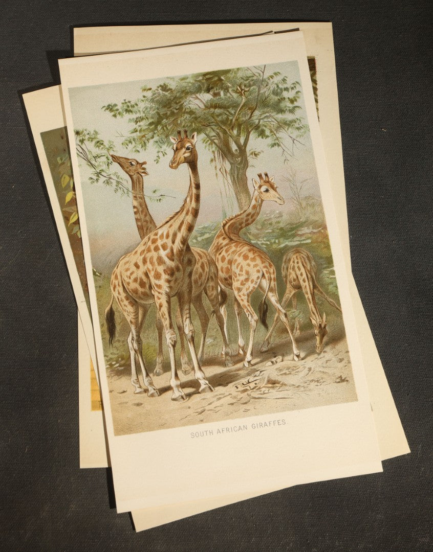 Grouping of 22 Antique Chromolithograph Book Plate Prints of Mammals including Bats, Elephant, Rhinoceros, Tiger, and Giraffes
