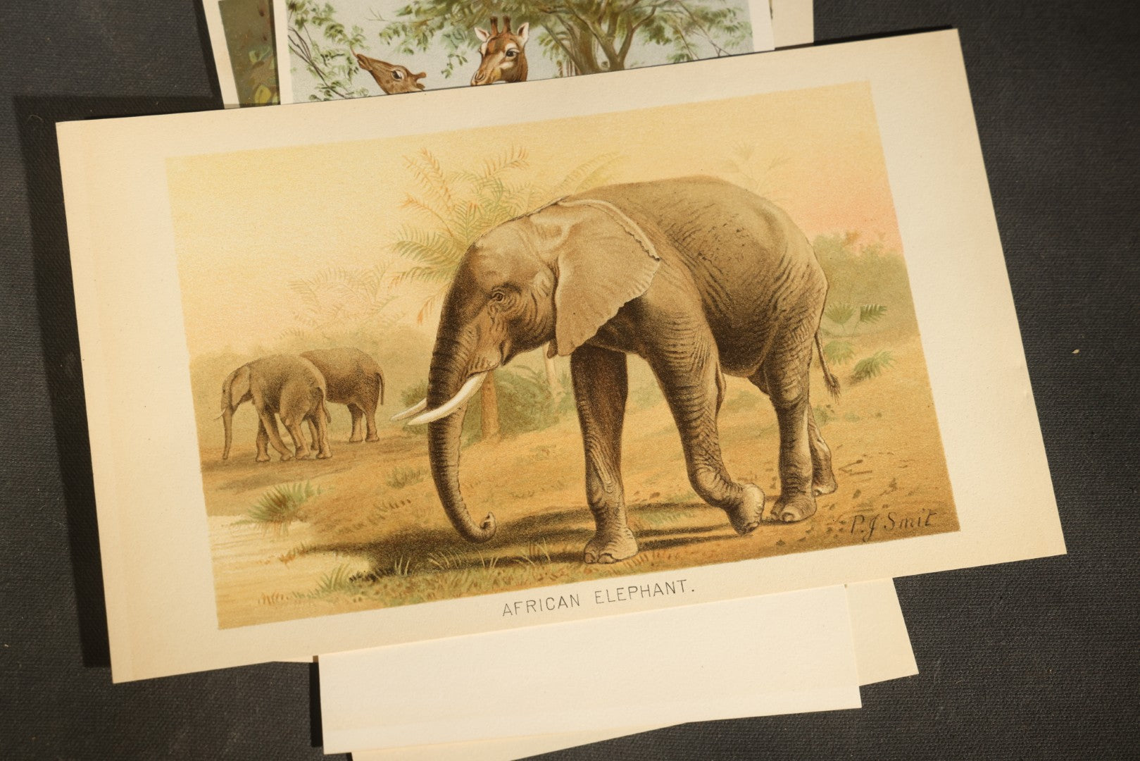 Grouping of 22 Antique Chromolithograph Book Plate Prints of Mammals including Bats, Elephant, Rhinoceros, Tiger, and Giraffes
