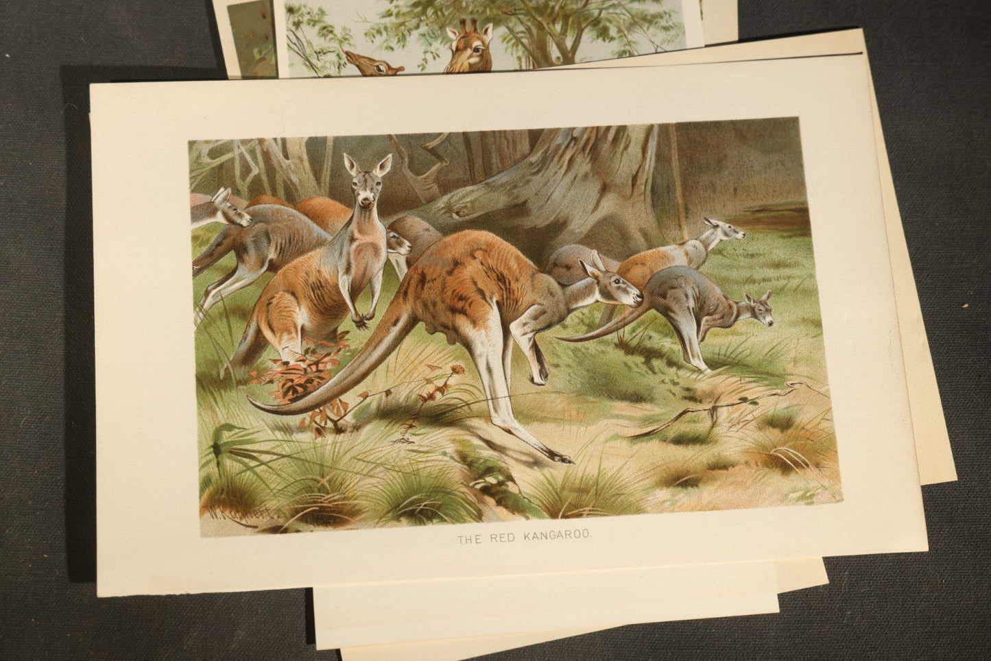 Grouping of 22 Antique Chromolithograph Book Plate Prints of Mammals including Bats, Elephant, Rhinoceros, Tiger, and Giraffes