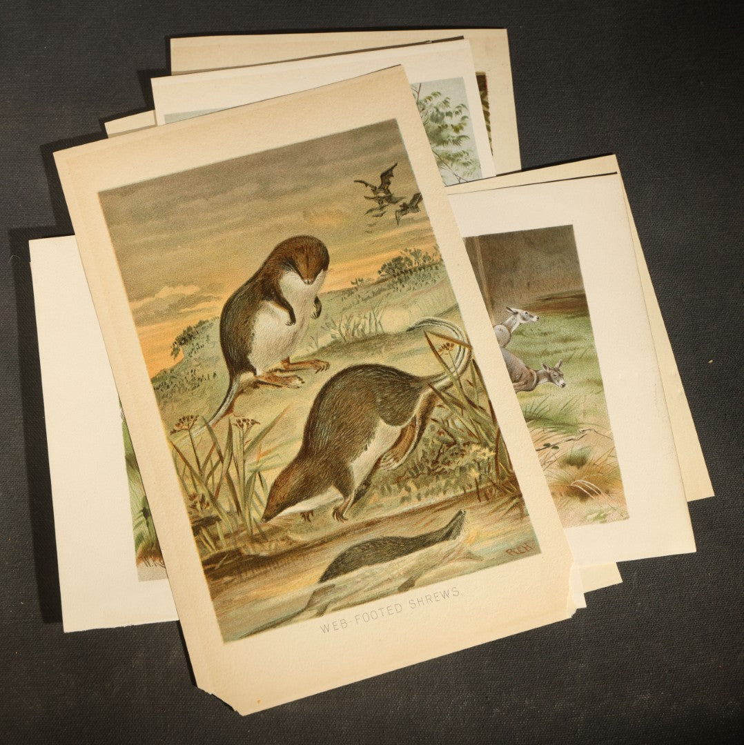 Grouping of 22 Antique Chromolithograph Book Plate Prints of Mammals including Bats, Elephant, Rhinoceros, Tiger, and Giraffes
