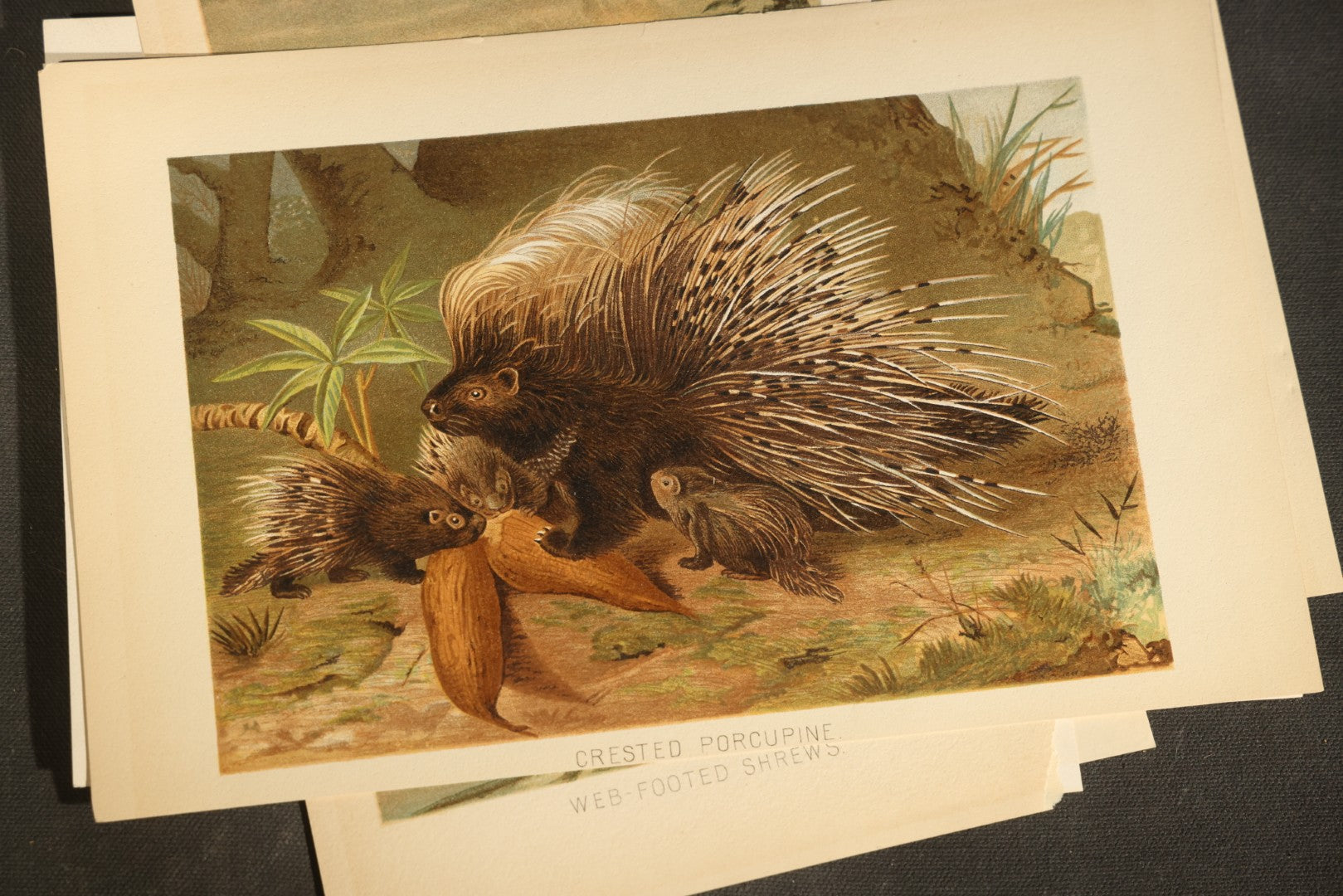 Grouping of 22 Antique Chromolithograph Book Plate Prints of Mammals including Bats, Elephant, Rhinoceros, Tiger, and Giraffes