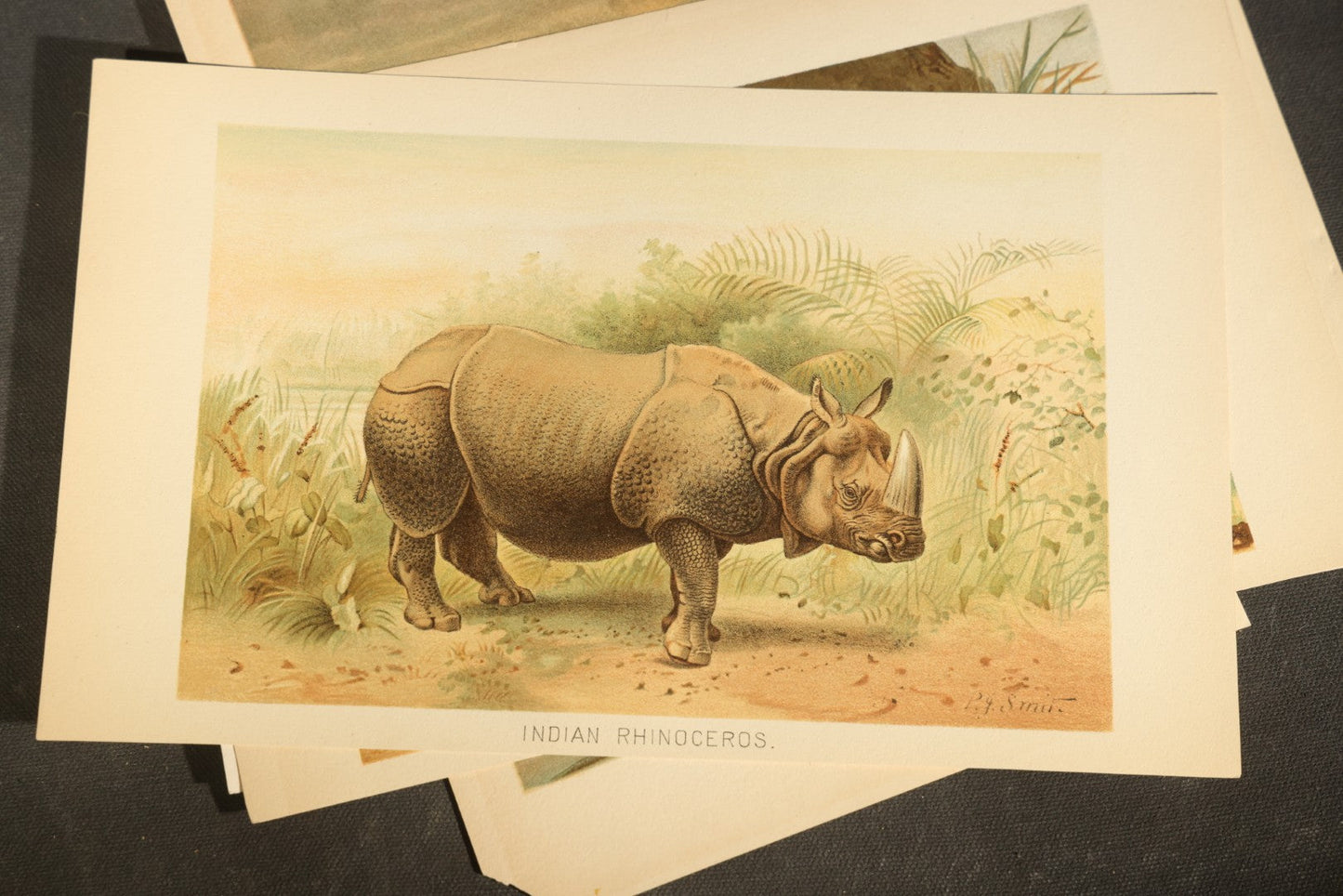 Grouping of 22 Antique Chromolithograph Book Plate Prints of Mammals including Bats, Elephant, Rhinoceros, Tiger, and Giraffes