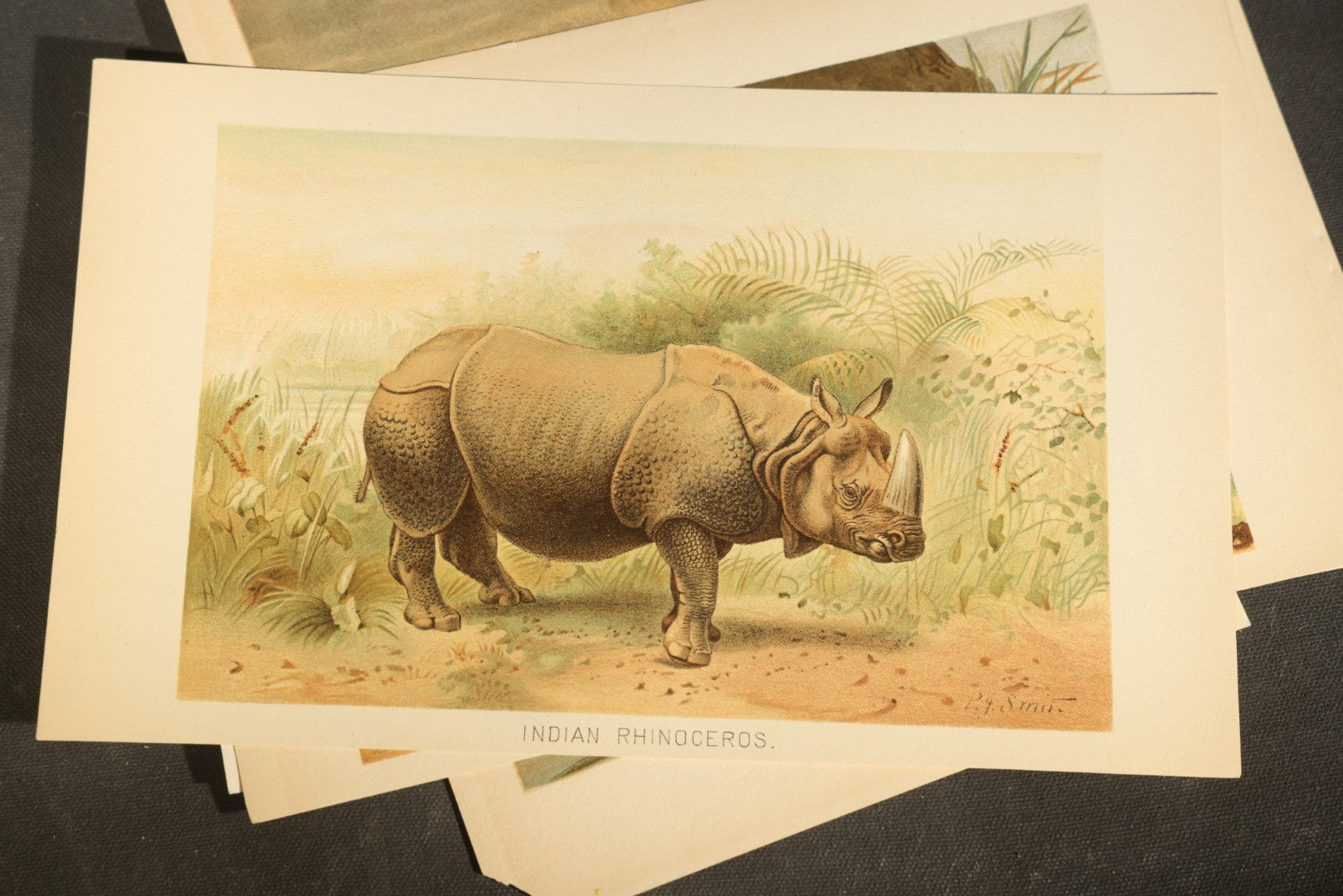 Grouping of 22 Antique Chromolithograph Book Plate Prints of Mammals including Bats, Elephant, Rhinoceros, Tiger, and Giraffes