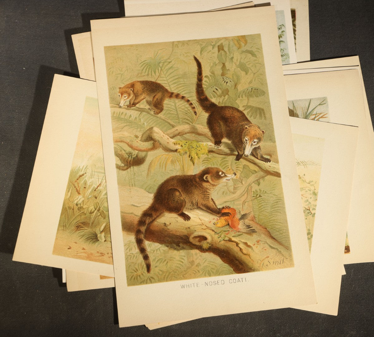 Grouping of 22 Antique Chromolithograph Book Plate Prints of Mammals including Bats, Elephant, Rhinoceros, Tiger, and Giraffes