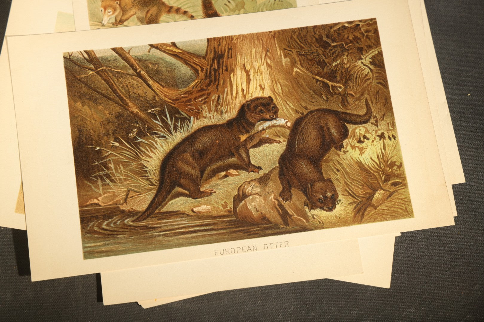 Grouping of 22 Antique Chromolithograph Book Plate Prints of Mammals including Bats, Elephant, Rhinoceros, Tiger, and Giraffes