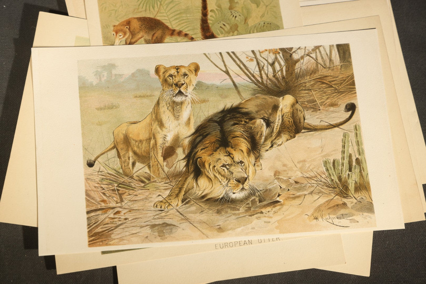 Grouping of 22 Antique Chromolithograph Book Plate Prints of Mammals including Bats, Elephant, Rhinoceros, Tiger, and Giraffes