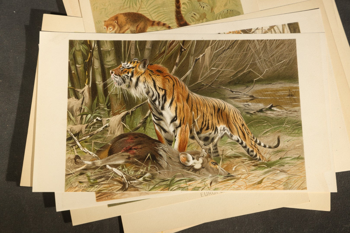 Grouping of 22 Antique Chromolithograph Book Plate Prints of Mammals including Bats, Elephant, Rhinoceros, Tiger, and Giraffes