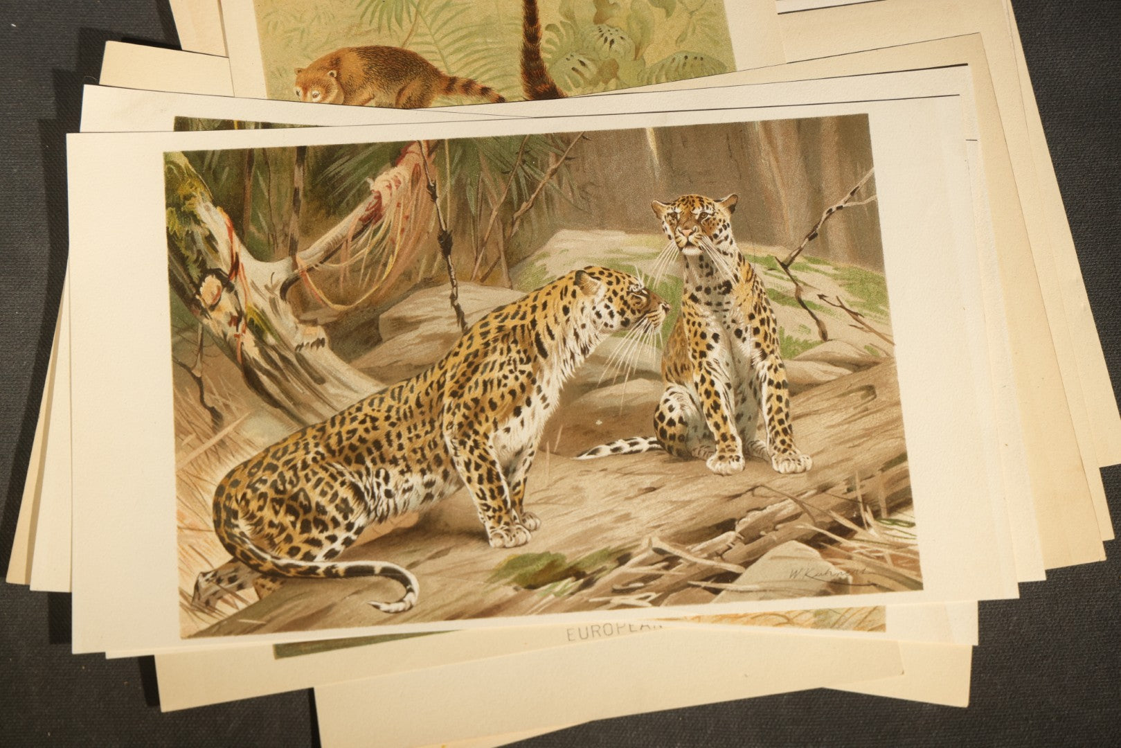 Grouping of 22 Antique Chromolithograph Book Plate Prints of Mammals including Bats, Elephant, Rhinoceros, Tiger, and Giraffes
