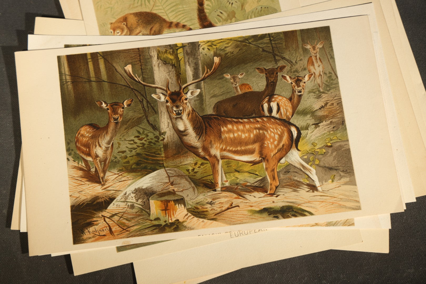 Grouping of 22 Antique Chromolithograph Book Plate Prints of Mammals including Bats, Elephant, Rhinoceros, Tiger, and Giraffes
