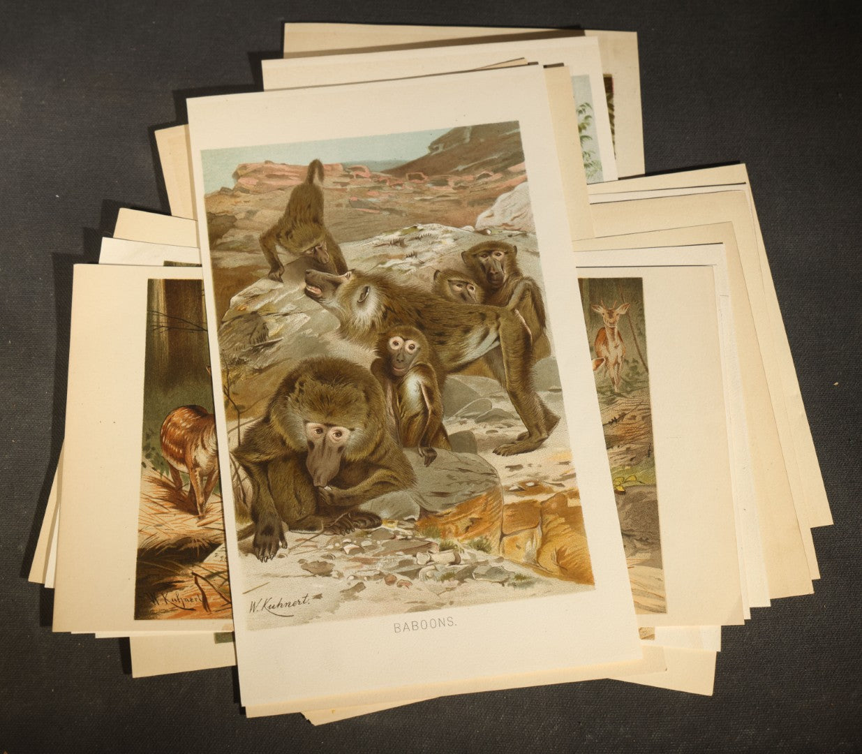 Grouping of 22 Antique Chromolithograph Book Plate Prints of Mammals including Bats, Elephant, Rhinoceros, Tiger, and Giraffes