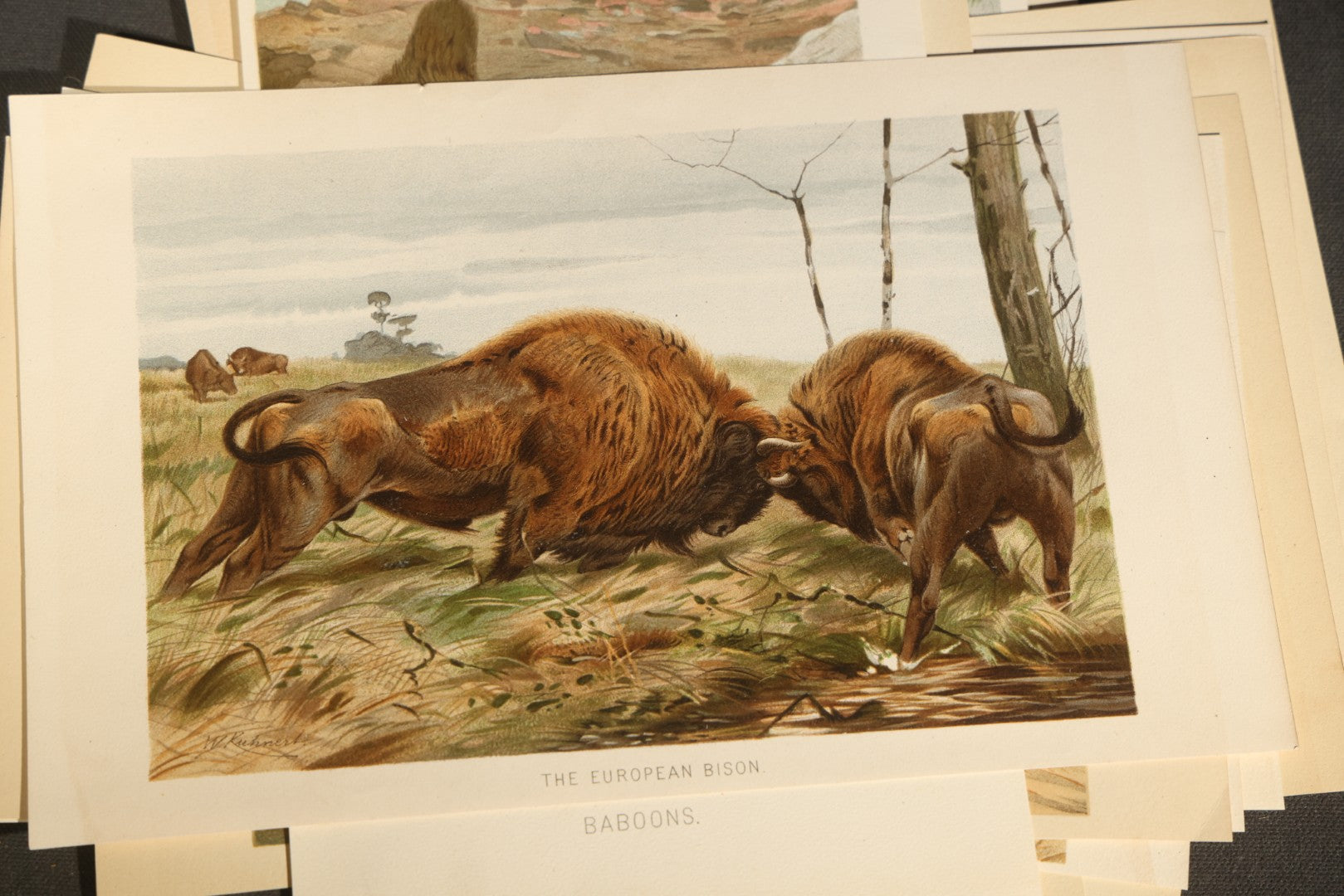 Grouping of 22 Antique Chromolithograph Book Plate Prints of Mammals including Bats, Elephant, Rhinoceros, Tiger, and Giraffes
