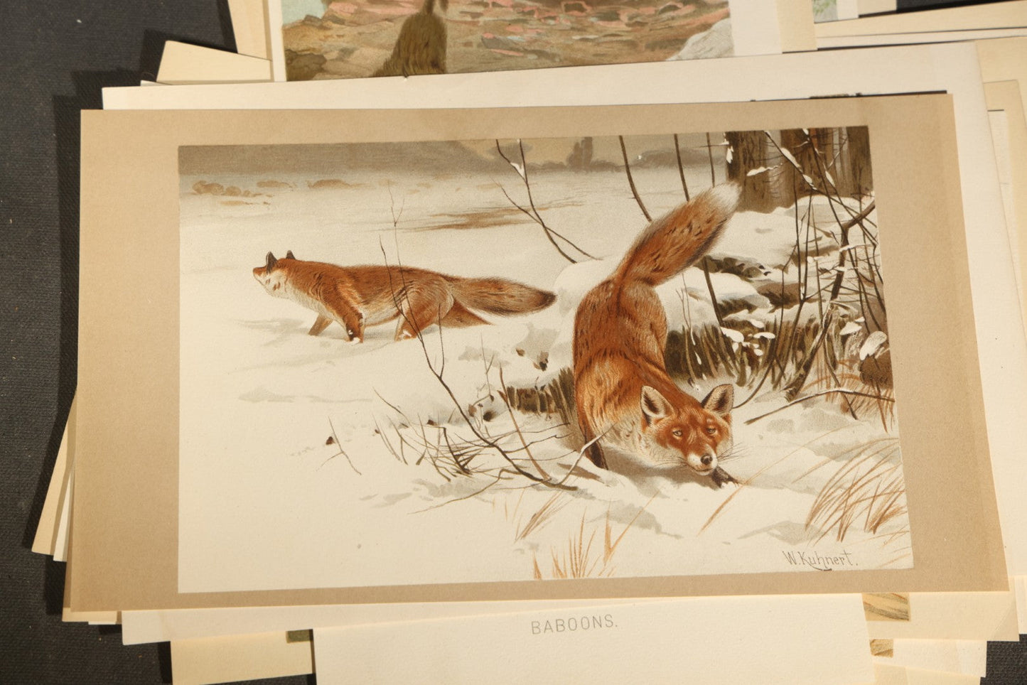 Grouping of 22 Antique Chromolithograph Book Plate Prints of Mammals including Bats, Elephant, Rhinoceros, Tiger, and Giraffes