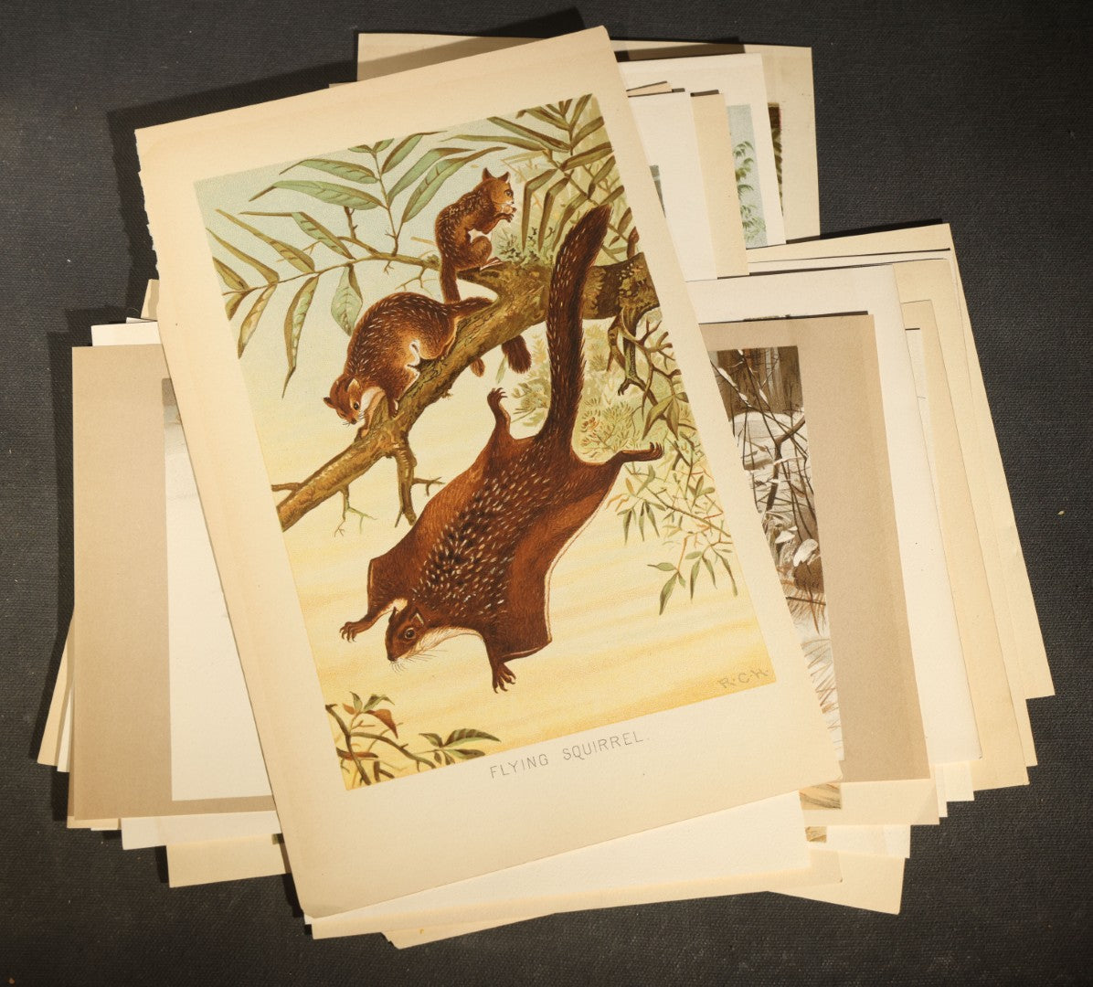 Grouping of 22 Antique Chromolithograph Book Plate Prints of Mammals including Bats, Elephant, Rhinoceros, Tiger, and Giraffes