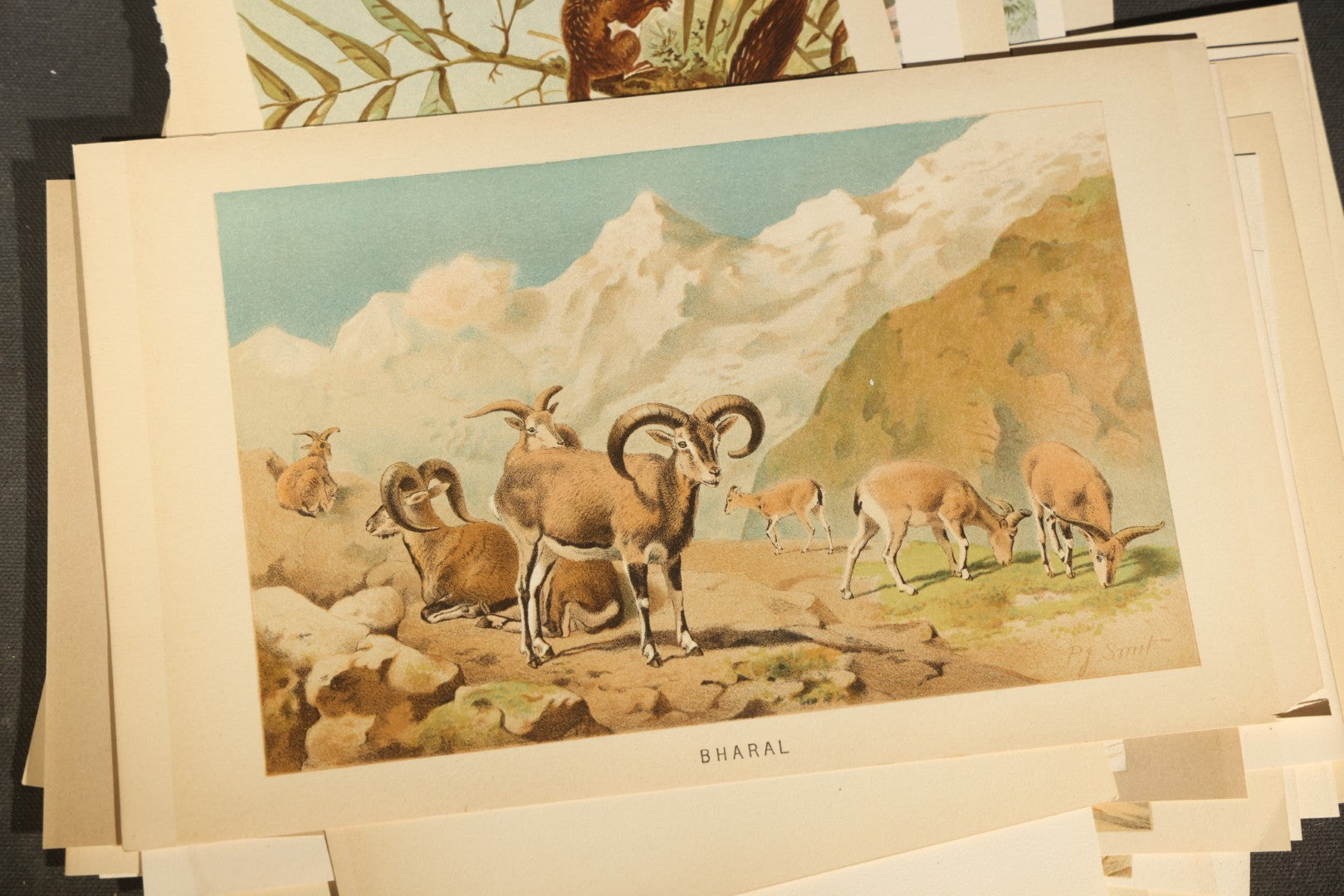 Grouping of 22 Antique Chromolithograph Book Plate Prints of Mammals including Bats, Elephant, Rhinoceros, Tiger, and Giraffes