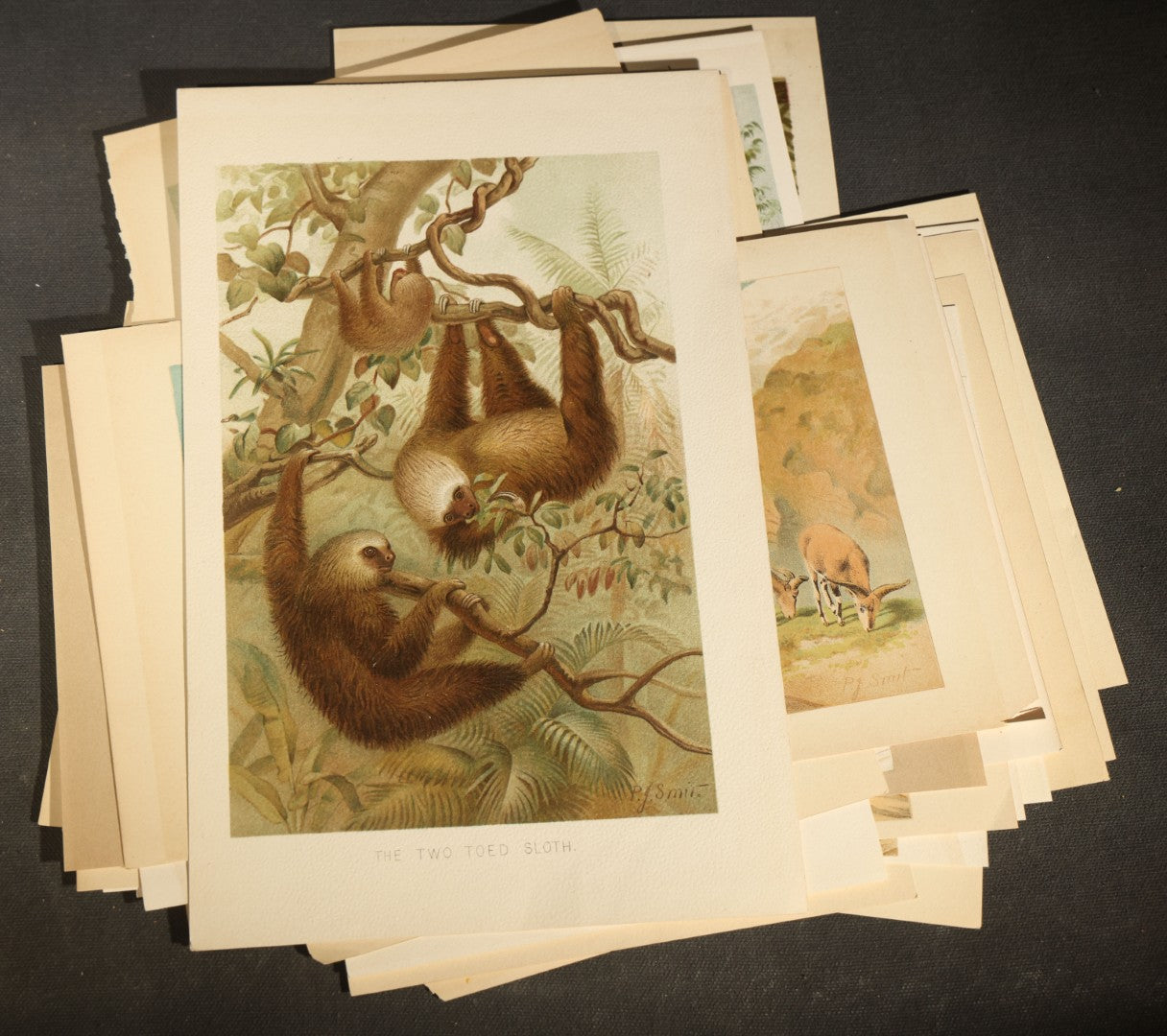 Grouping of 22 Antique Chromolithograph Book Plate Prints of Mammals including Bats, Elephant, Rhinoceros, Tiger, and Giraffes