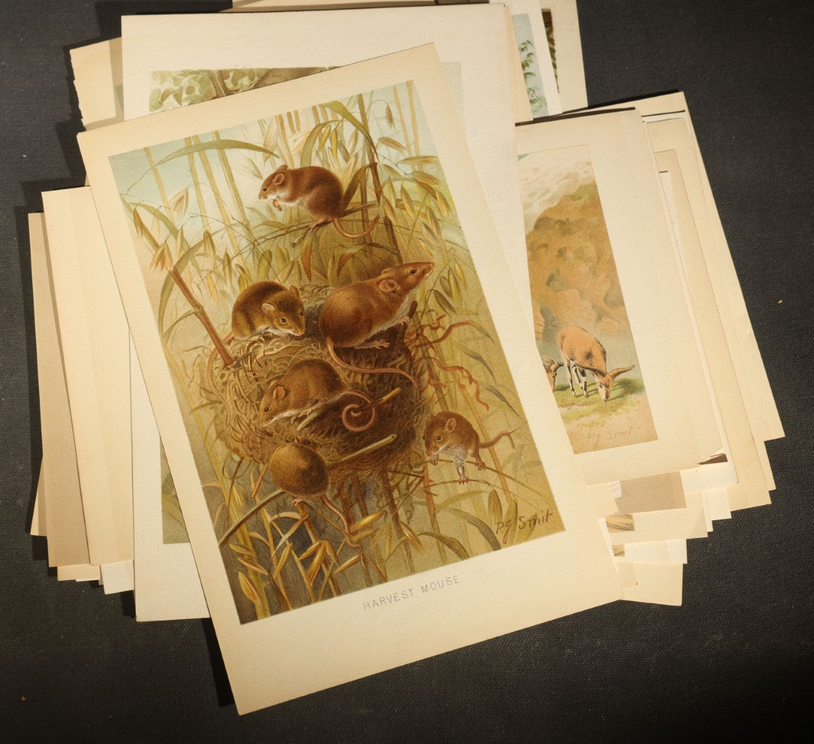 Grouping of 22 Antique Chromolithograph Book Plate Prints of Mammals including Bats, Elephant, Rhinoceros, Tiger, and Giraffes