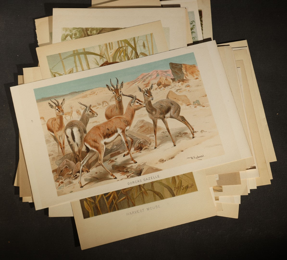 Grouping of 22 Antique Chromolithograph Book Plate Prints of Mammals including Bats, Elephant, Rhinoceros, Tiger, and Giraffes