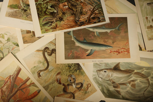 Grouping of 14 Vintage Chromolithograph Book Plate Prints of Reptiles, Amphibians, Fish, and Marine Life including Blue Shark, Black Iguana, Chameleons, Cobras, and River Tortoises