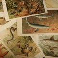 Lot 077 - Grouping of 14 Vintage Chromolithograph Book Plate Prints of Reptiles, Amphibians, Fish, and Marine Life Including Blue Shark, Black Iguana, Chameleons, Cobras, and River Tortoises