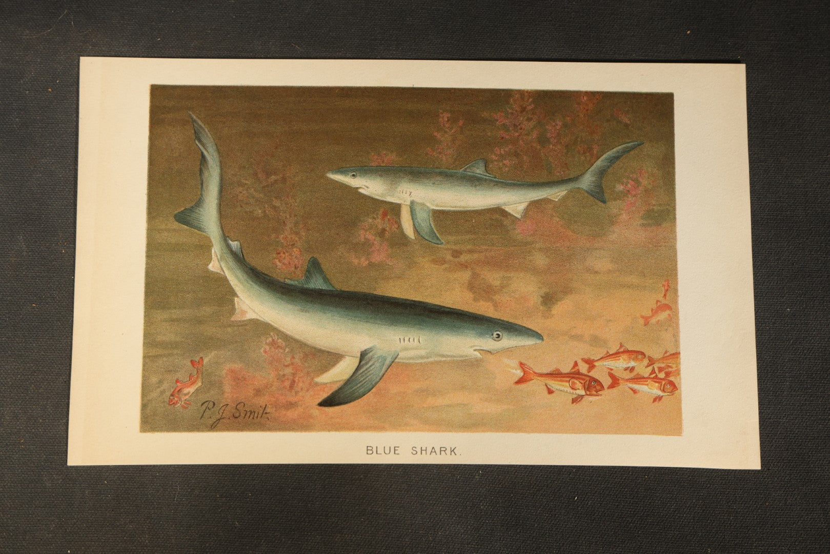 Grouping of 14 Vintage Chromolithograph Book Plate Prints of Reptiles, Amphibians, Fish, and Marine Life including Blue Shark, Black Iguana, Chameleons, Cobras, and River Tortoises