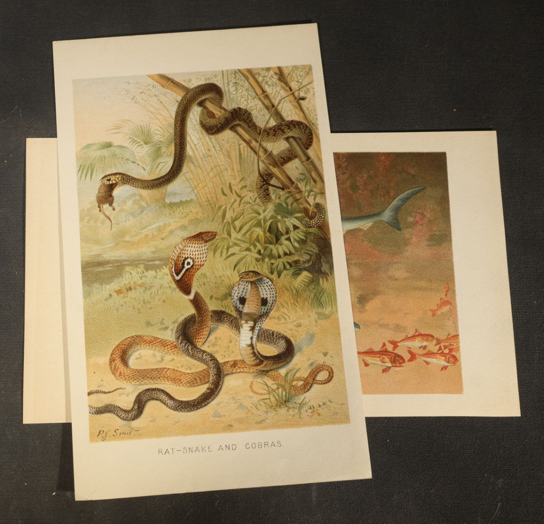 Grouping of 14 Vintage Chromolithograph Book Plate Prints of Reptiles, Amphibians, Fish, and Marine Life including Blue Shark, Black Iguana, Chameleons, Cobras, and River Tortoises