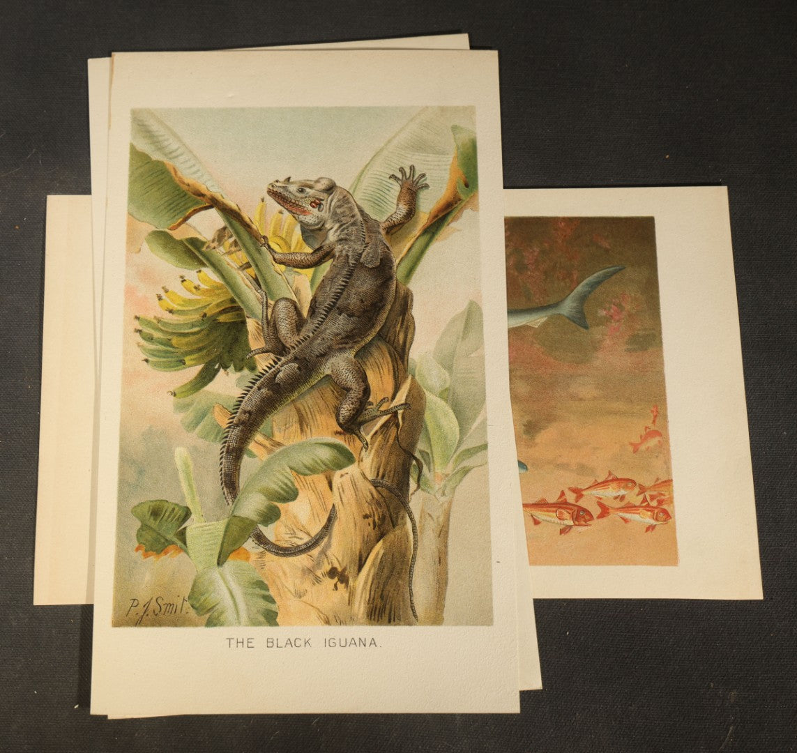 Grouping of 14 Vintage Chromolithograph Book Plate Prints of Reptiles, Amphibians, Fish, and Marine Life including Blue Shark, Black Iguana, Chameleons, Cobras, and River Tortoises