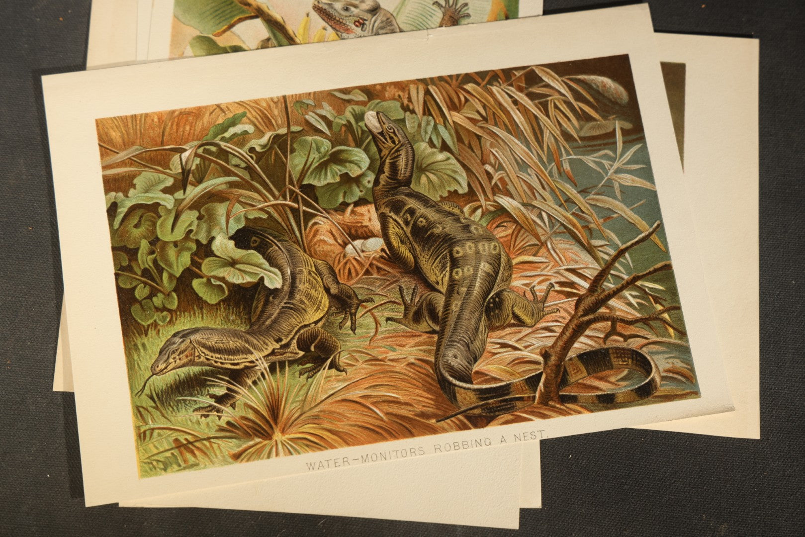 Grouping of 14 Vintage Chromolithograph Book Plate Prints of Reptiles, Amphibians, Fish, and Marine Life including Blue Shark, Black Iguana, Chameleons, Cobras, and River Tortoises