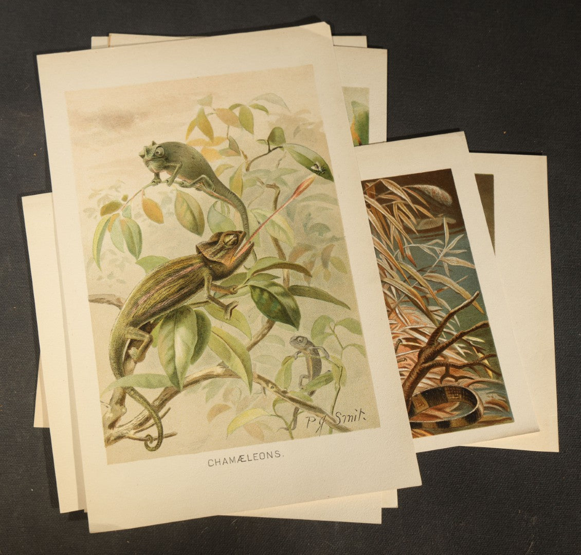 Grouping of 14 Vintage Chromolithograph Book Plate Prints of Reptiles, Amphibians, Fish, and Marine Life including Blue Shark, Black Iguana, Chameleons, Cobras, and River Tortoises