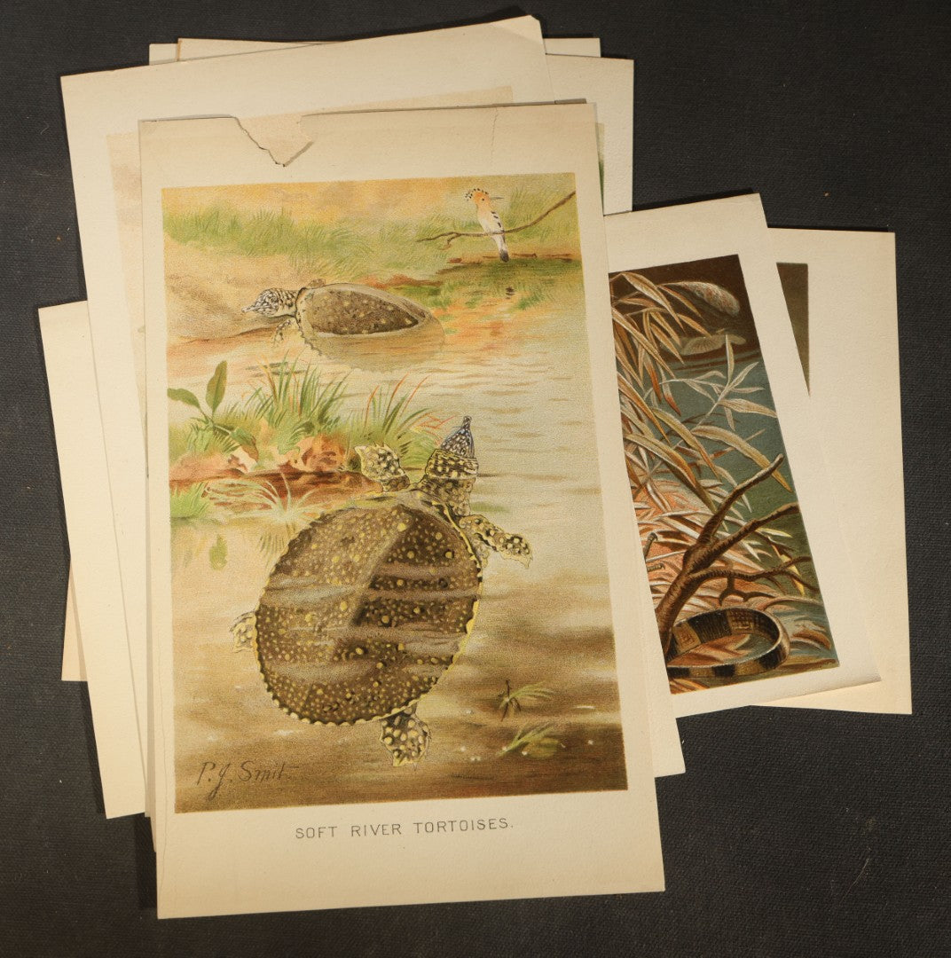 Grouping of 14 Vintage Chromolithograph Book Plate Prints of Reptiles, Amphibians, Fish, and Marine Life including Blue Shark, Black Iguana, Chameleons, Cobras, and River Tortoises