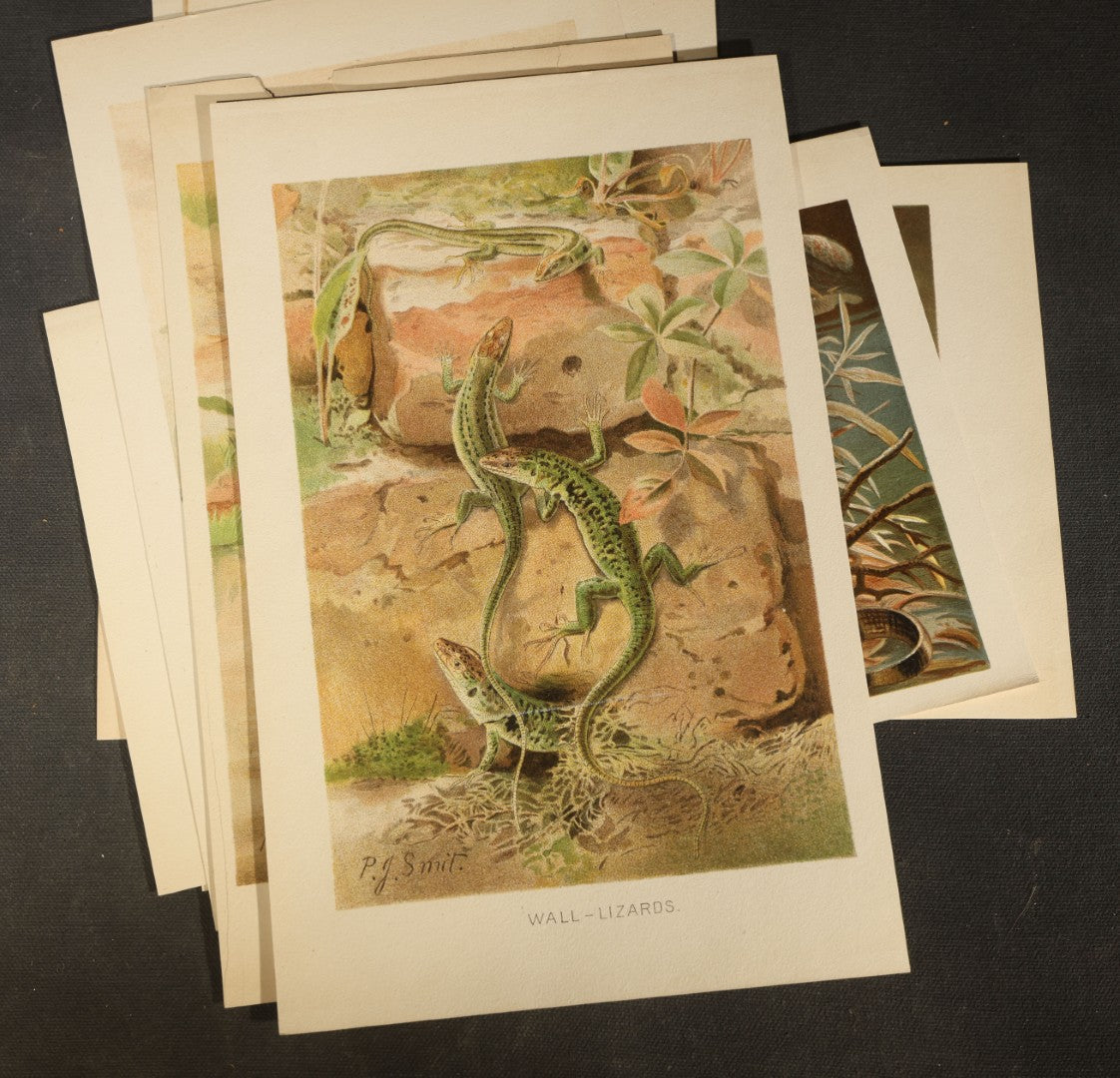 Grouping of 14 Vintage Chromolithograph Book Plate Prints of Reptiles, Amphibians, Fish, and Marine Life including Blue Shark, Black Iguana, Chameleons, Cobras, and River Tortoises