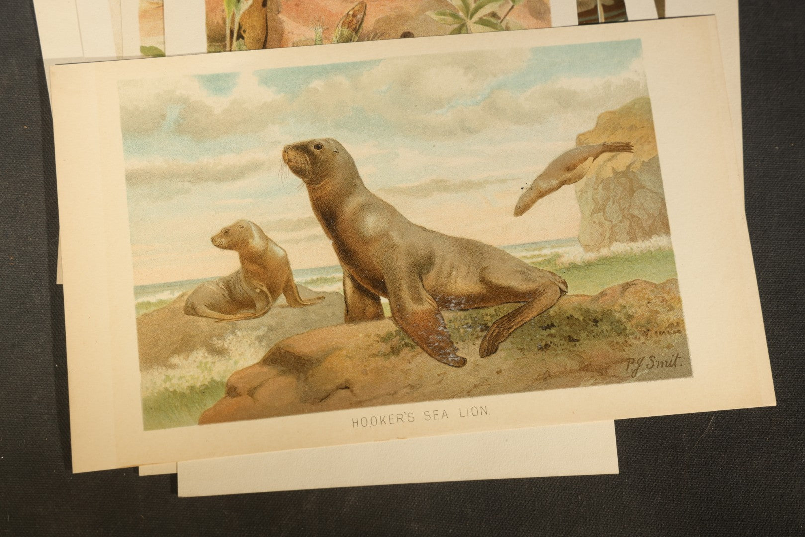 Grouping of 14 Vintage Chromolithograph Book Plate Prints of Reptiles, Amphibians, Fish, and Marine Life including Blue Shark, Black Iguana, Chameleons, Cobras, and River Tortoises