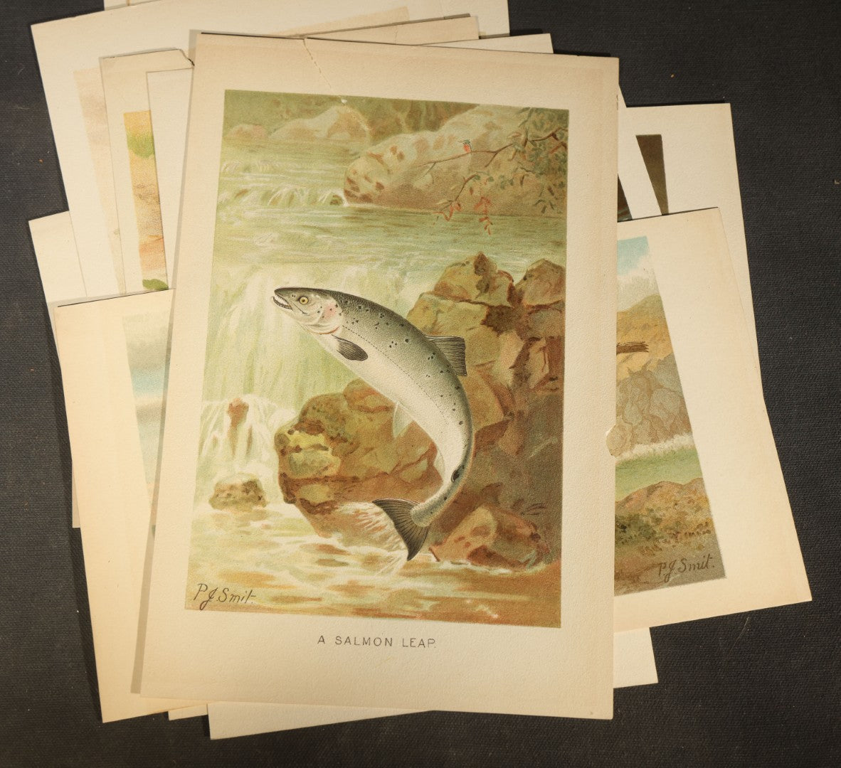 Grouping of 14 Vintage Chromolithograph Book Plate Prints of Reptiles, Amphibians, Fish, and Marine Life including Blue Shark, Black Iguana, Chameleons, Cobras, and River Tortoises