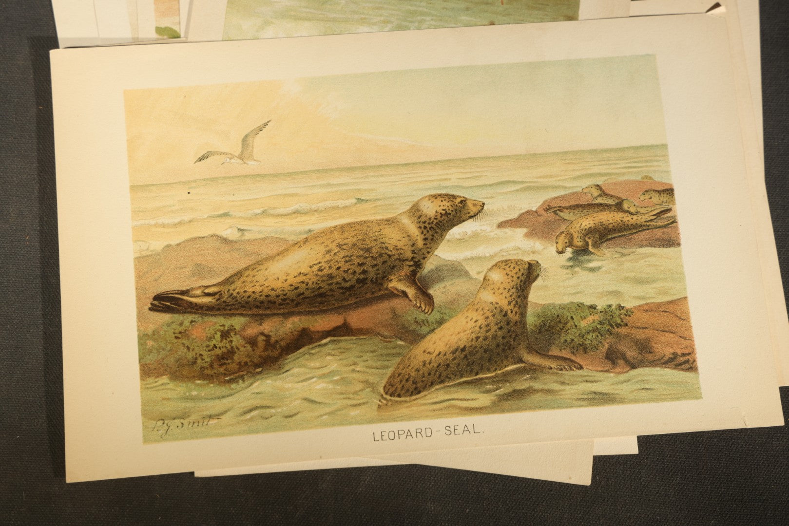 Grouping of 14 Vintage Chromolithograph Book Plate Prints of Reptiles, Amphibians, Fish, and Marine Life including Blue Shark, Black Iguana, Chameleons, Cobras, and River Tortoises